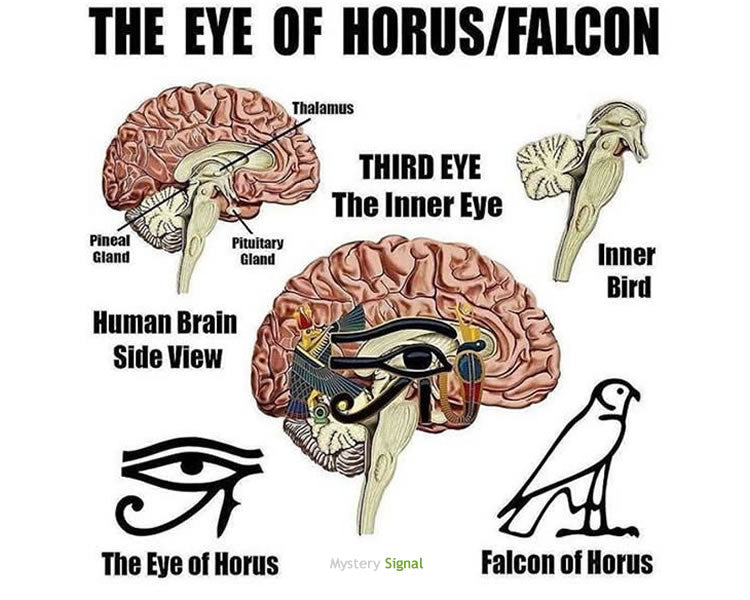 Eye of Horus : Fractions in your Brain